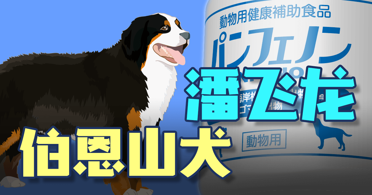【伯恩山犬】便秘,可以这么治疗!缩略图 伯恩山犬