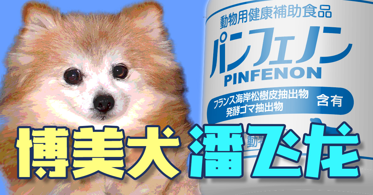博美犬 潘飞龙