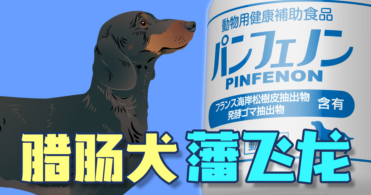 腊肠犬 潘飞龙