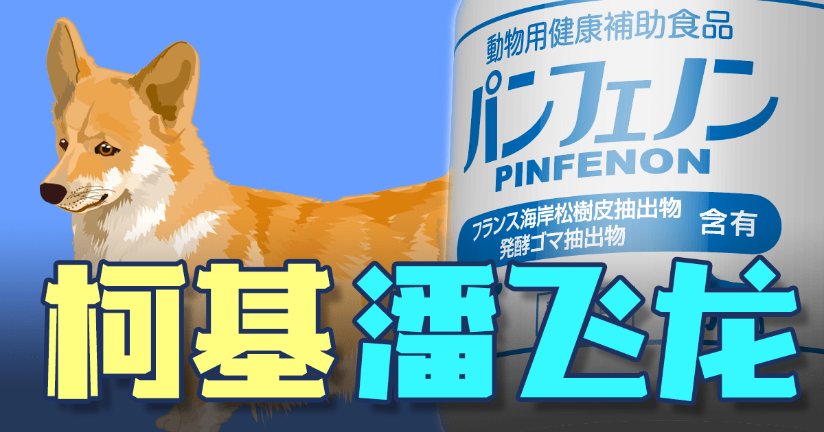 柯基