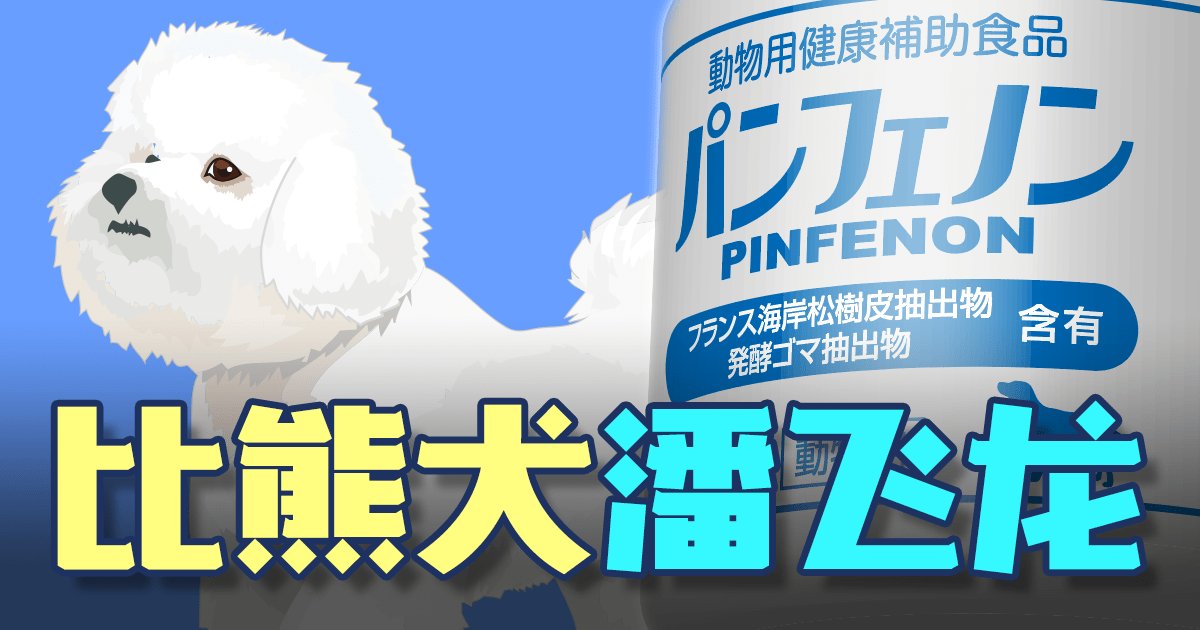 比熊犬