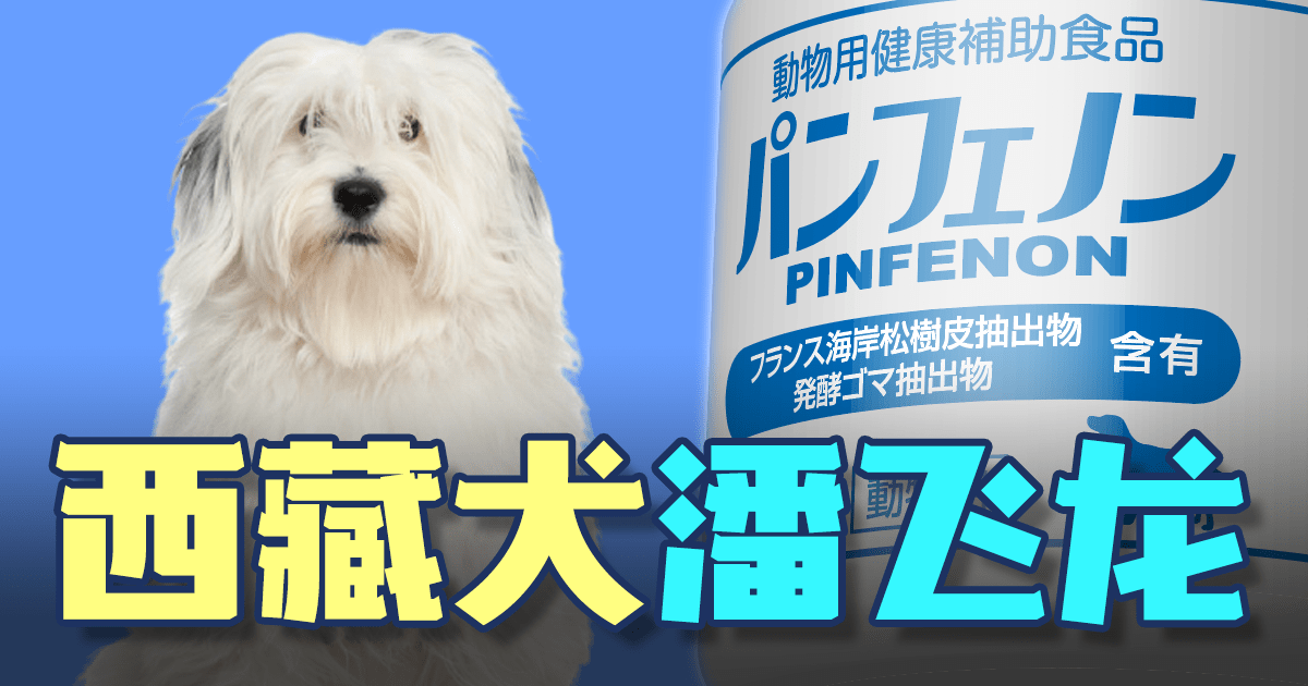 西藏犬
