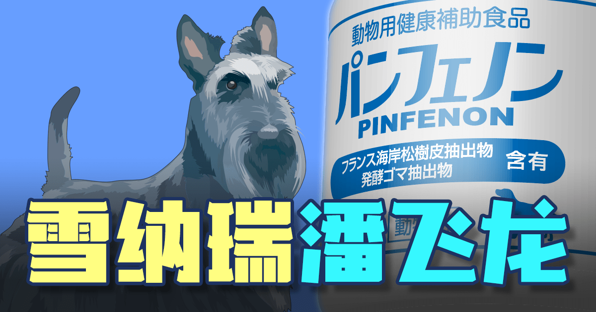 【迷你雪纳瑞】充满活力地蹦跶着!缩略图 雪纳瑞