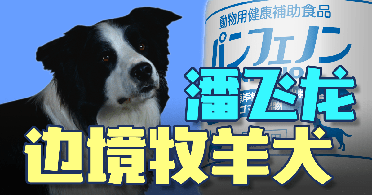 边境牧羊犬