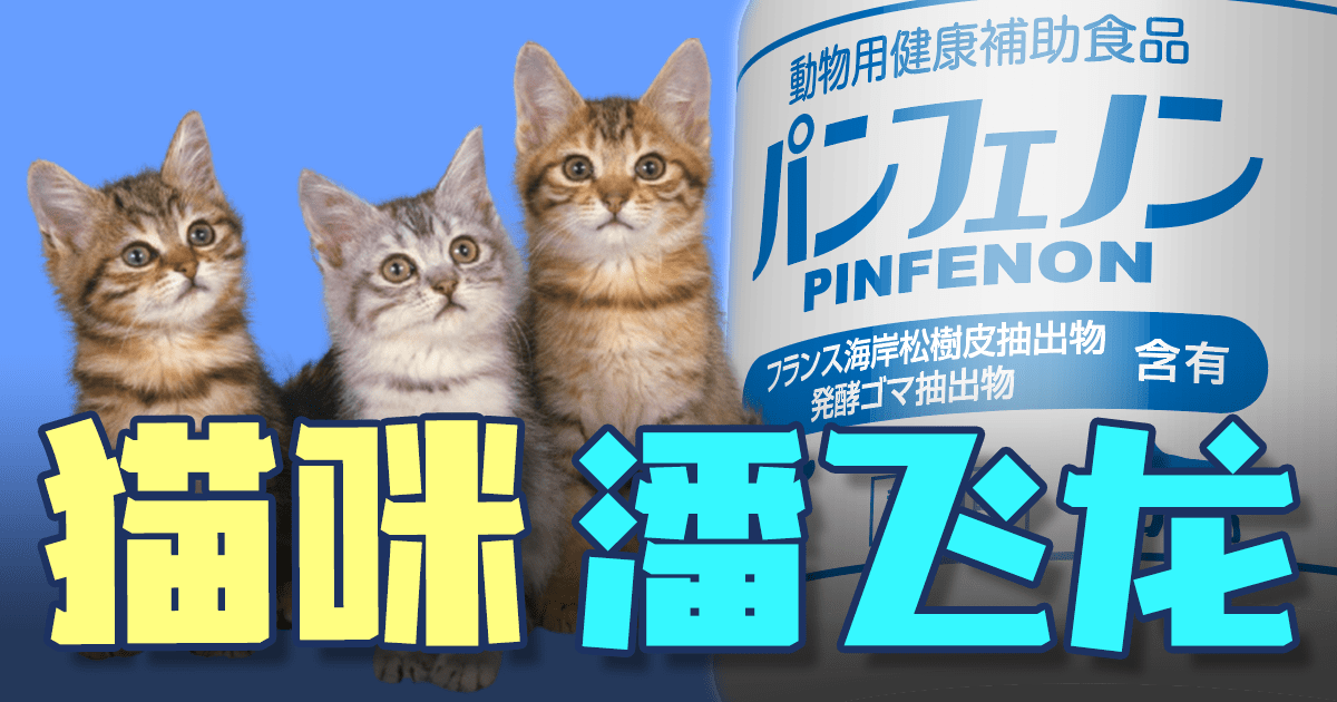 猫咪