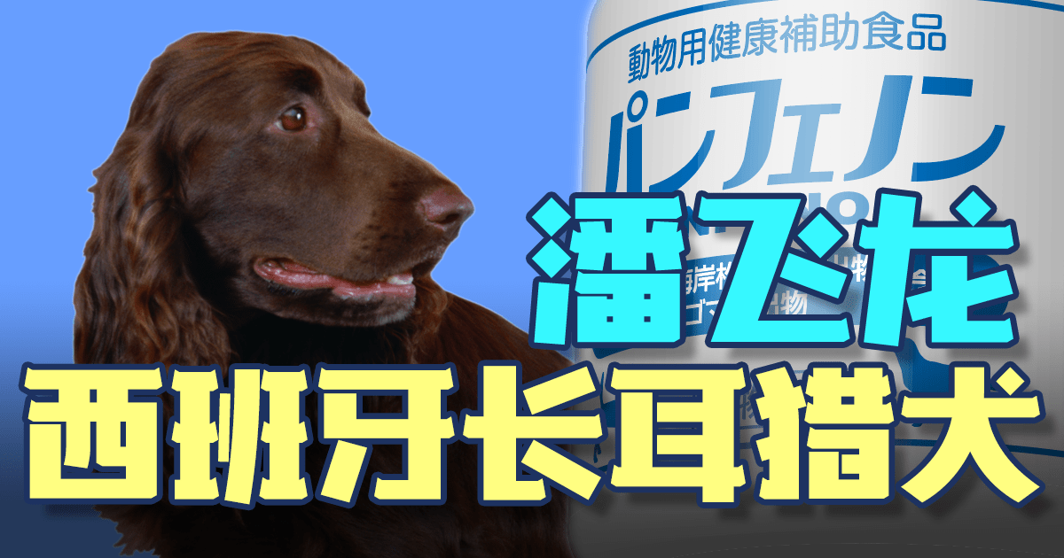 西班牙长耳猎犬