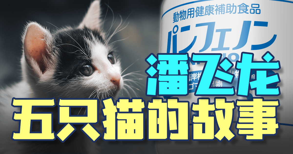 五只猫的故事