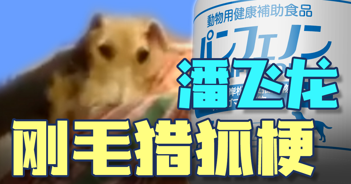 【影片】阿比的秘密基地(刚毛猎狐梗)缩略图 刚毛猎狐梗 潘飞龙