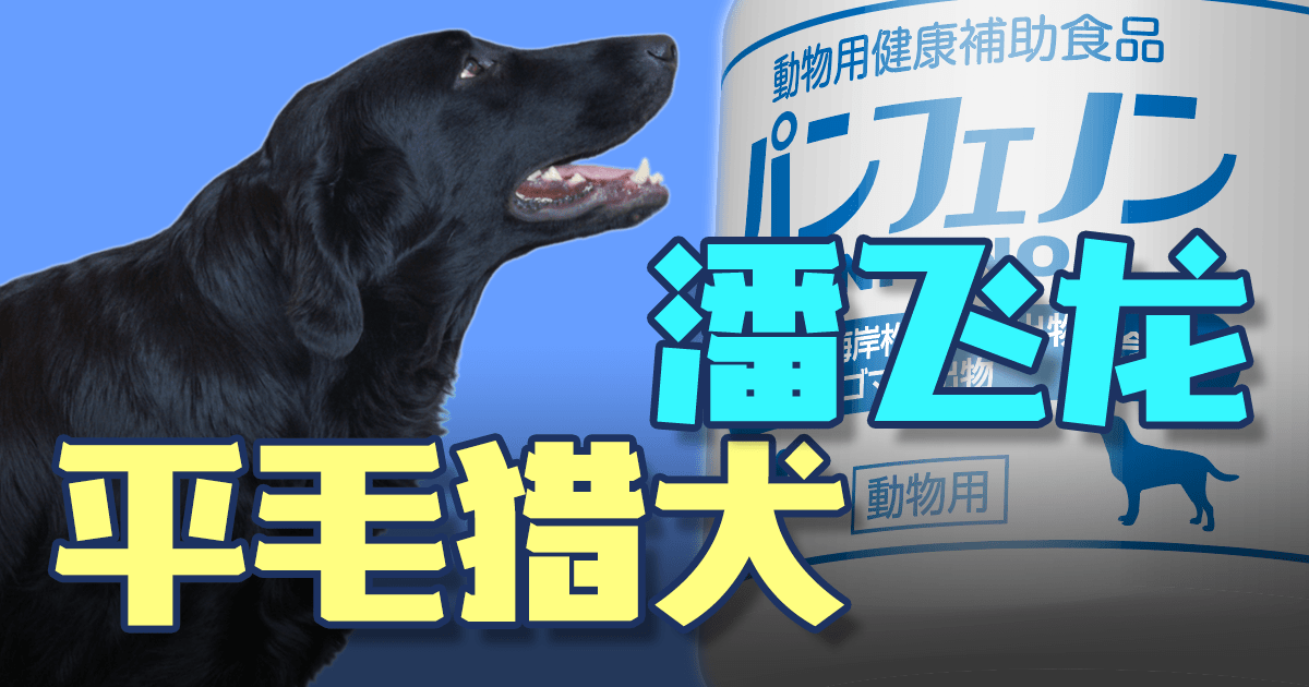 平毛猎犬