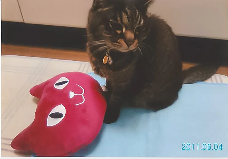 患有肾脏癌的猫咪SHAKE复活了03