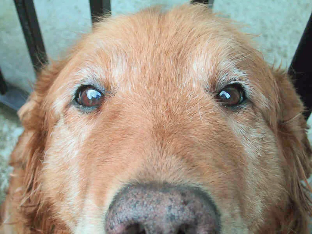 金毛寻回犬 本因白内障而浑浊的眼睛恢复了往日的明亮 Scarecrow 日本专业宠物营养品品牌 金毛寻回犬 本因白内障而浑浊的眼睛恢复了往日的明亮 Scarecrow 日本专业宠物营养品品牌