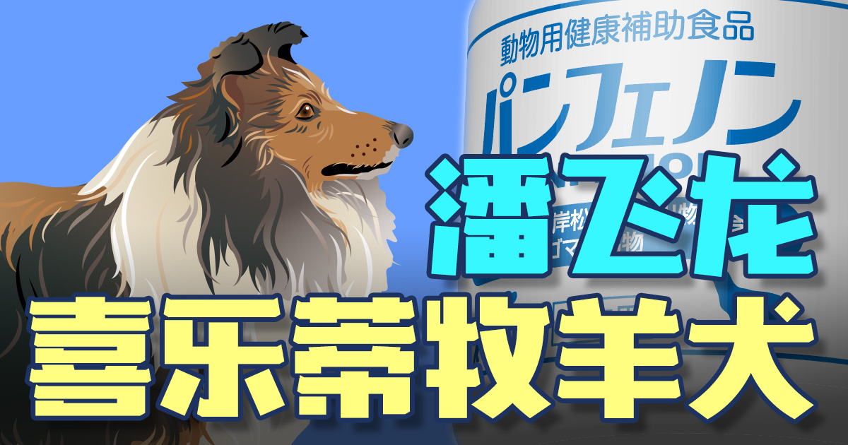 喜乐蒂牧羊犬